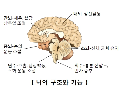 뇌(Brain) | 인체정보 | 의료정보 | 건강정보 | 서울아산병원