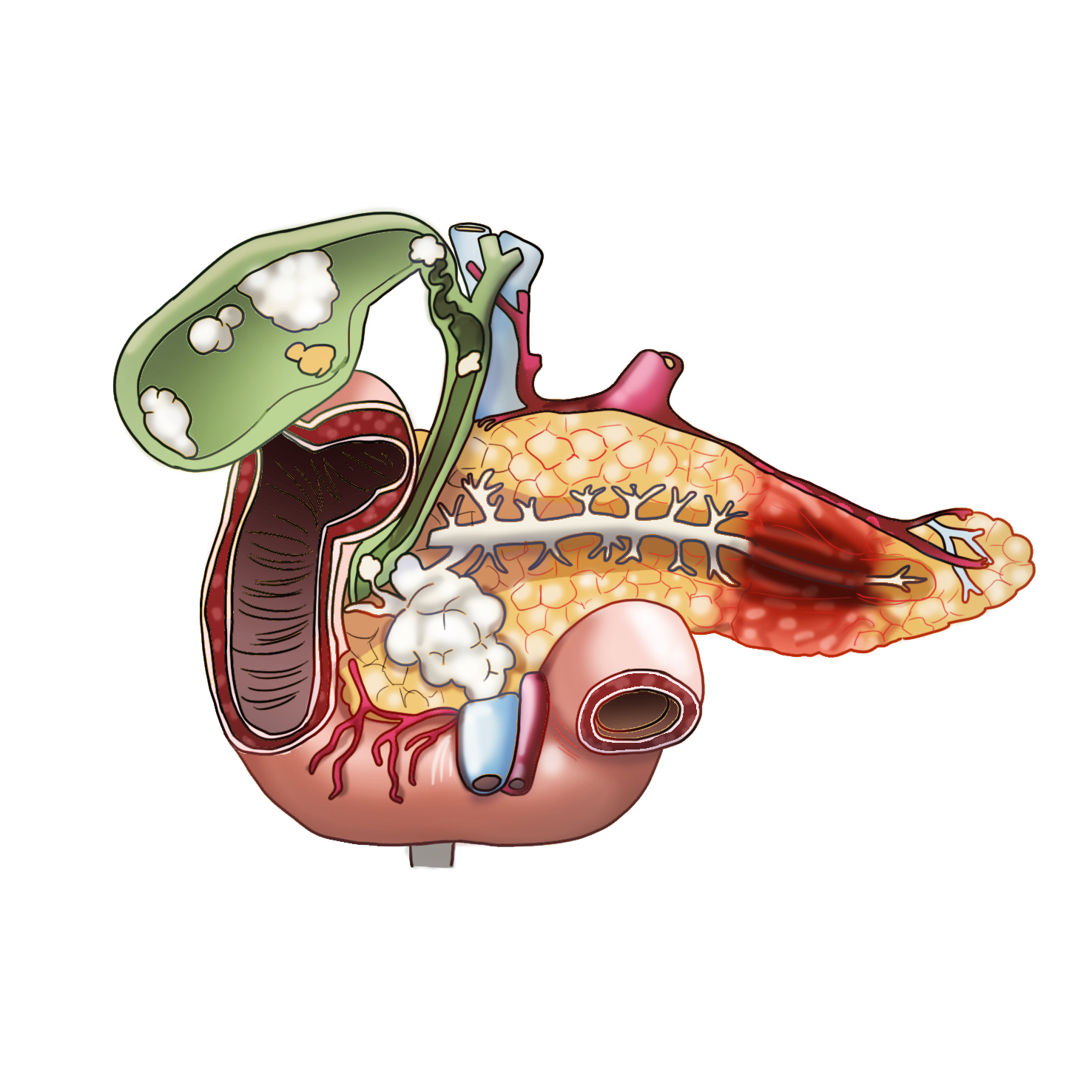 췌장(Pancreas) | 인체정보 | 의료정보 | 건강정보 | 서울아산병원