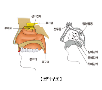 코 | 인체정보 | 의료정보 | 건강정보 | 서울아산병원